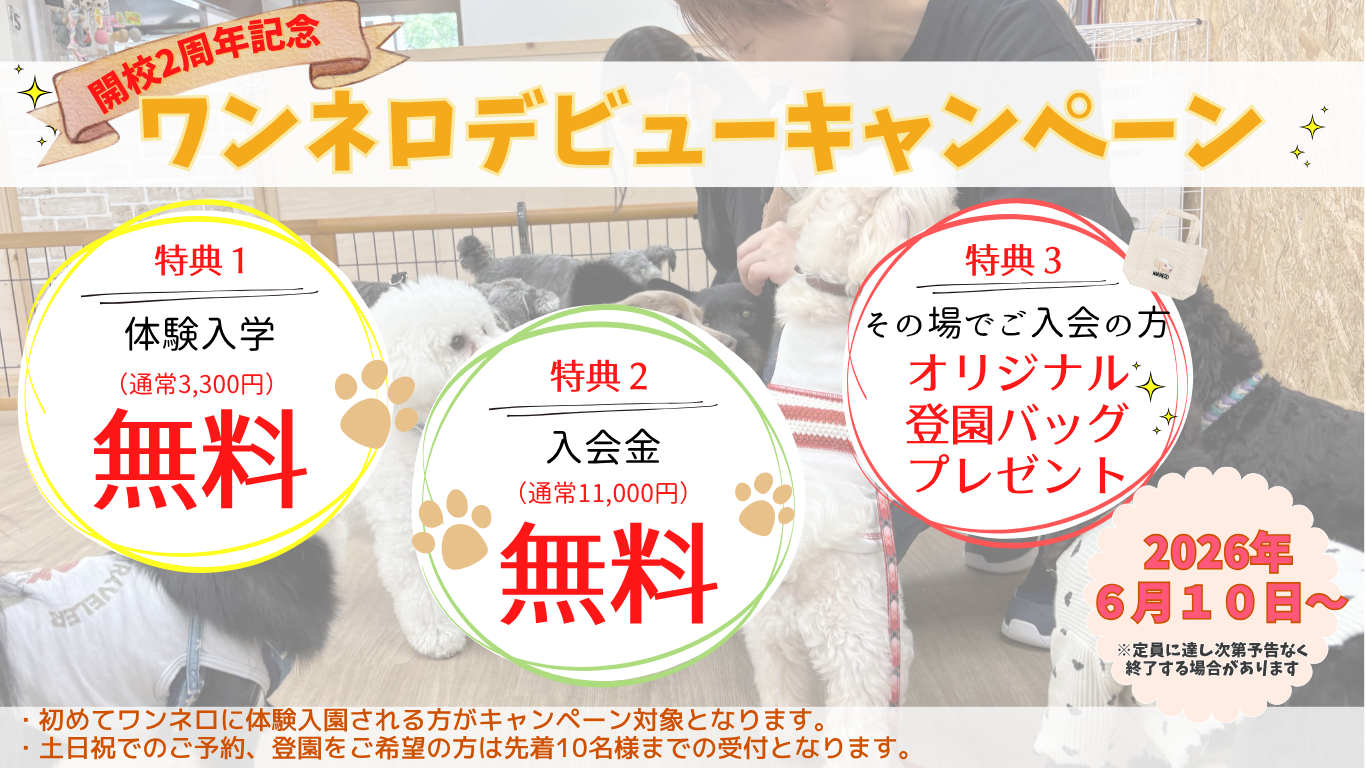 キャンペーン